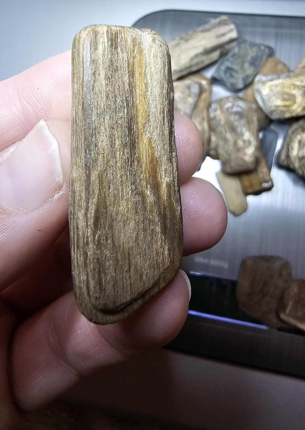 Petrified Wood Lot, 1 lb, Cabbing, Lapidary, Tumbling Rough