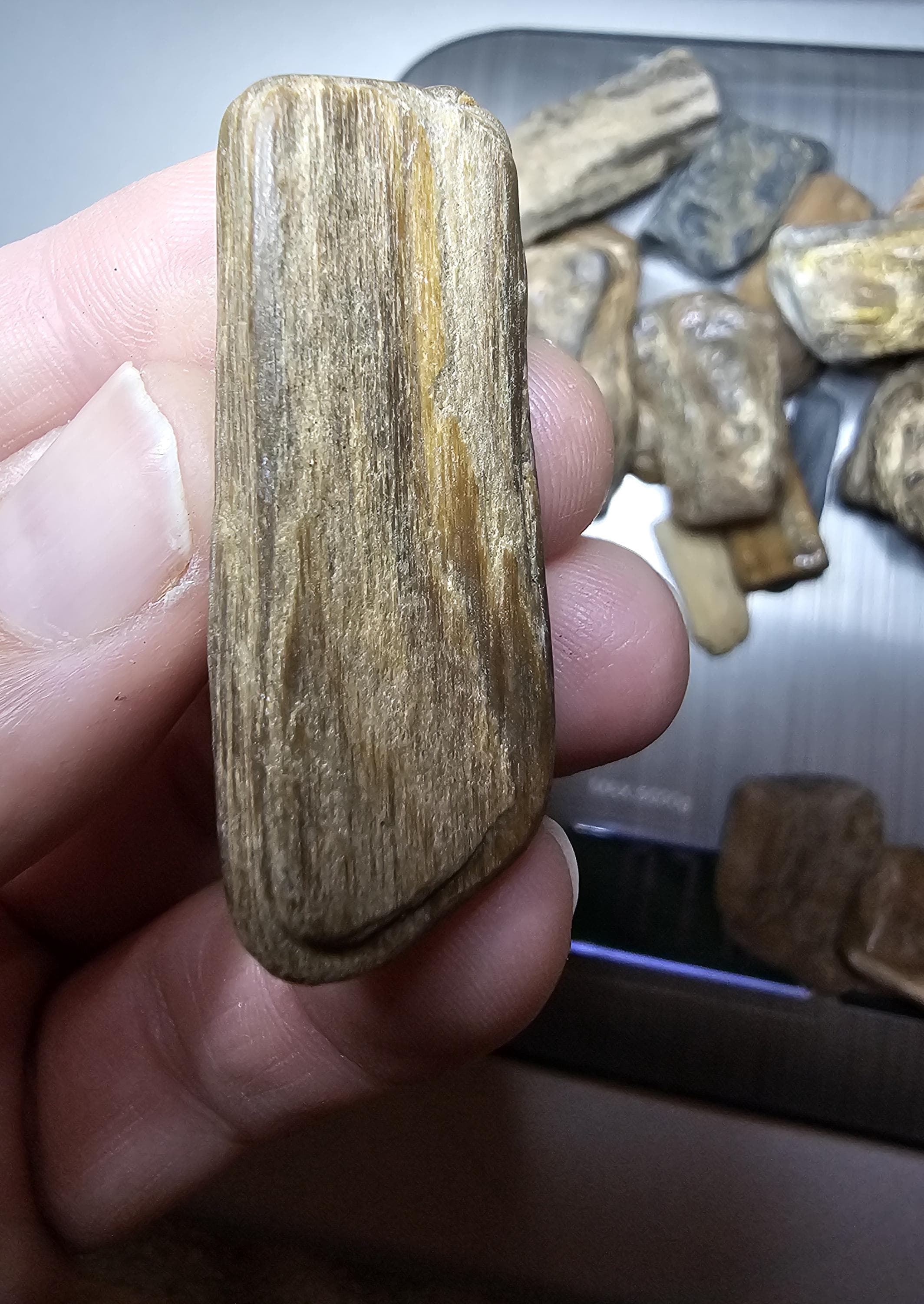 Petrified Wood Lot, 1 lb, Cabbing, Lapidary, Tumbling Rough