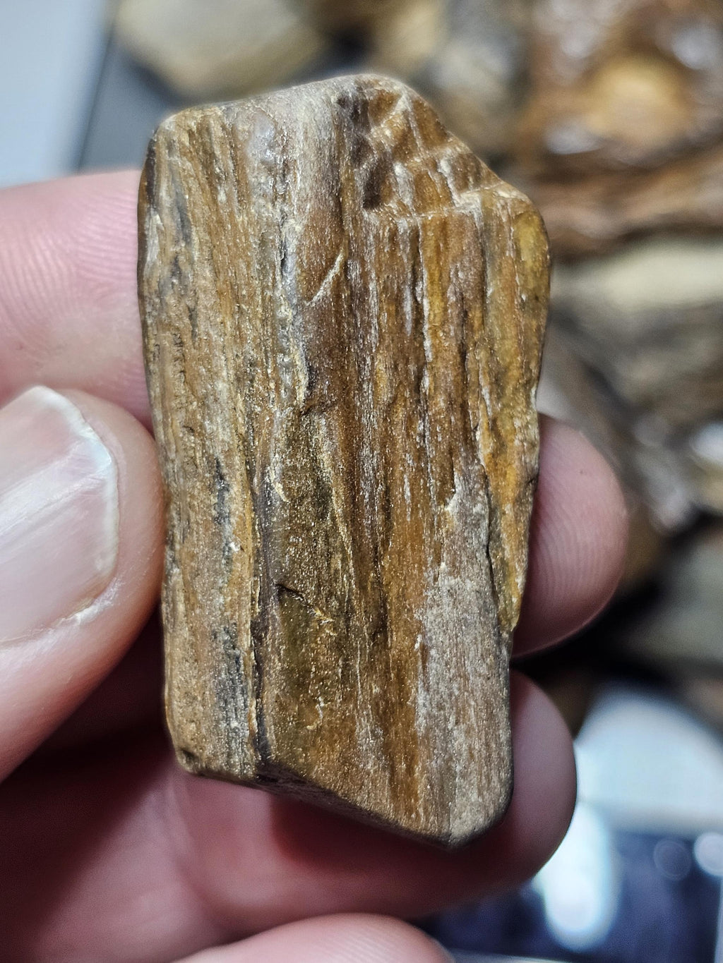 Petrified Wood Lot, 1 lb, Cabbing, Lapidary, Tumbling Rough