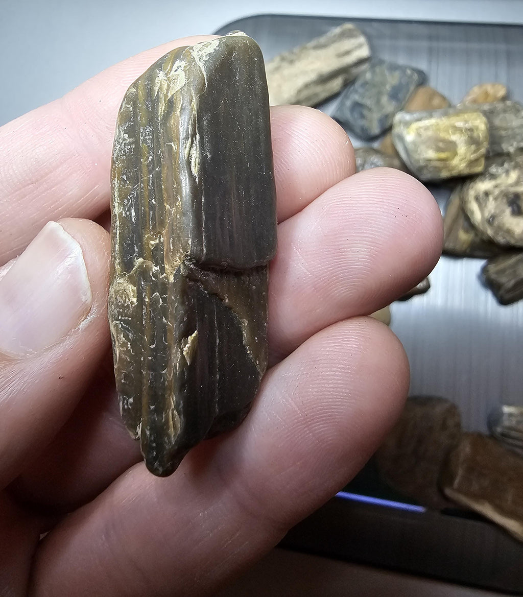 Petrified Wood Lot, 1 lb, Cabbing, Lapidary, Tumbling Rough