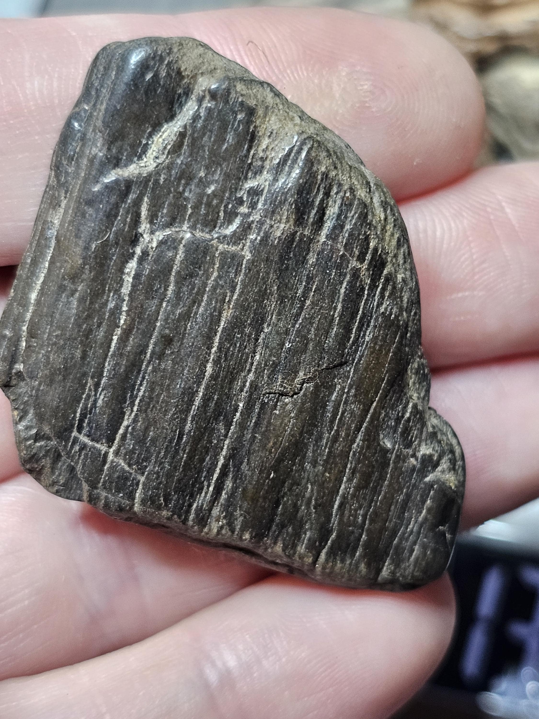 Petrified Wood Lot, 1 lb, Cabbing, Lapidary, Tumbling Rough