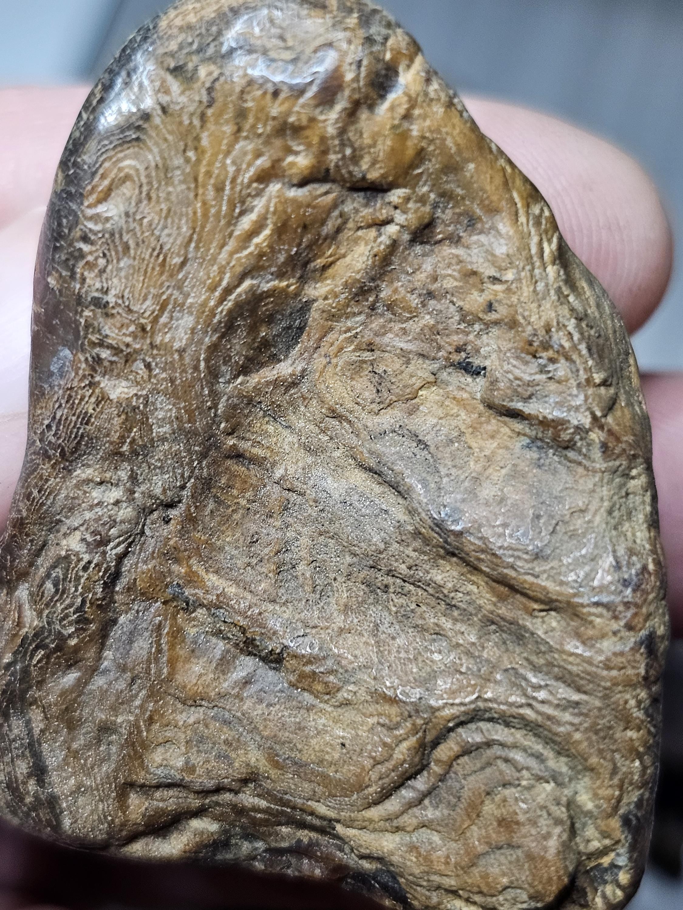 Petrified Wood Lot, 1 lb, Cabbing, Lapidary, Tumbling Rough