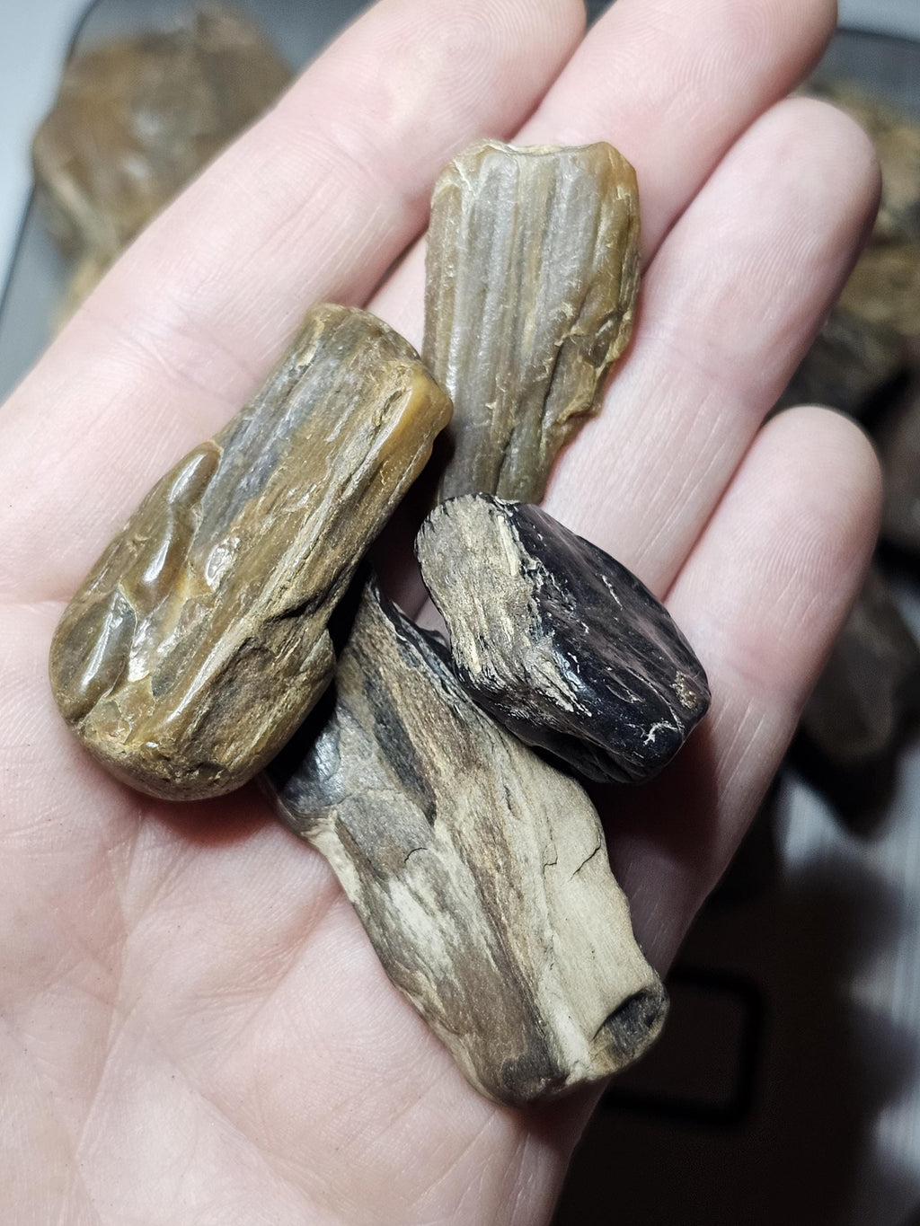 Petrified Wood Lot, 1 lb, Cabbing, Lapidary, Tumbling Rough