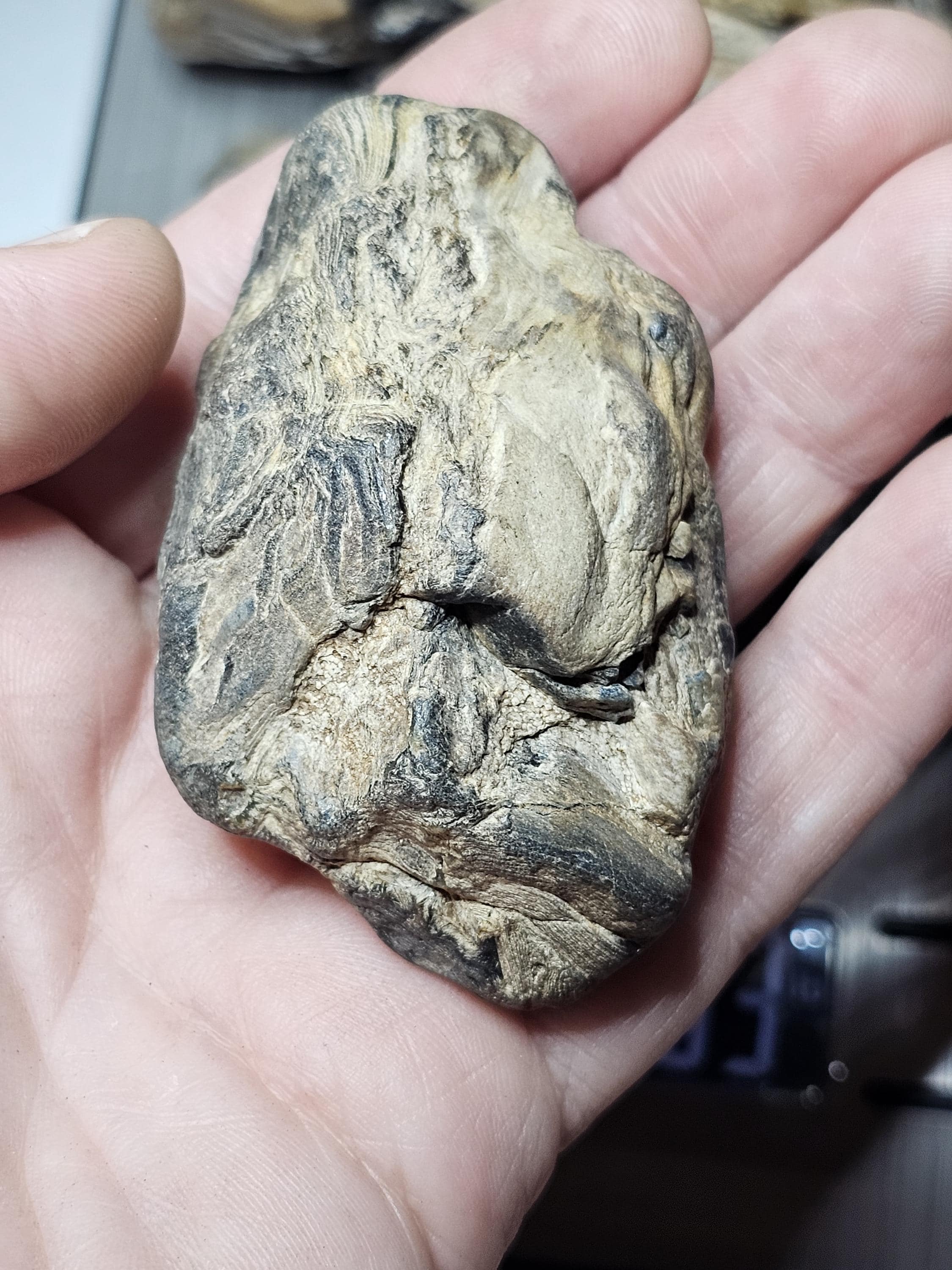 Petrified Wood Lot, 1 lb, Cabbing, Lapidary, Tumbling Rough