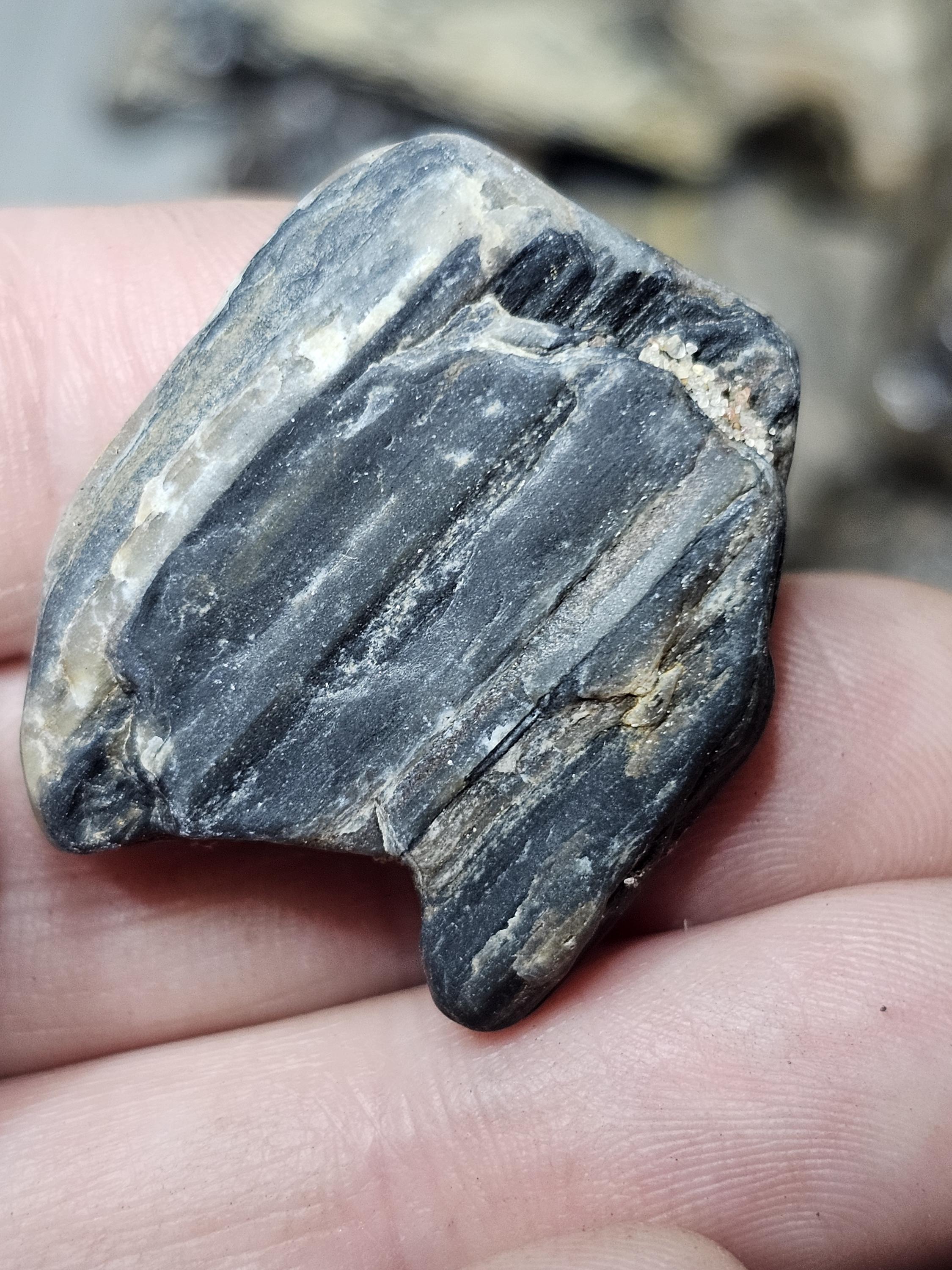 Petrified Wood Lot, 1 lb, Cabbing, Lapidary, Tumbling Rough