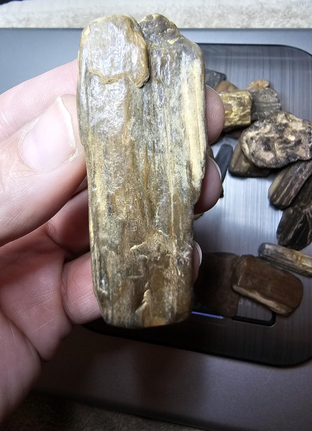 Petrified Wood Lot, 1 lb, Cabbing, Lapidary, Tumbling Rough