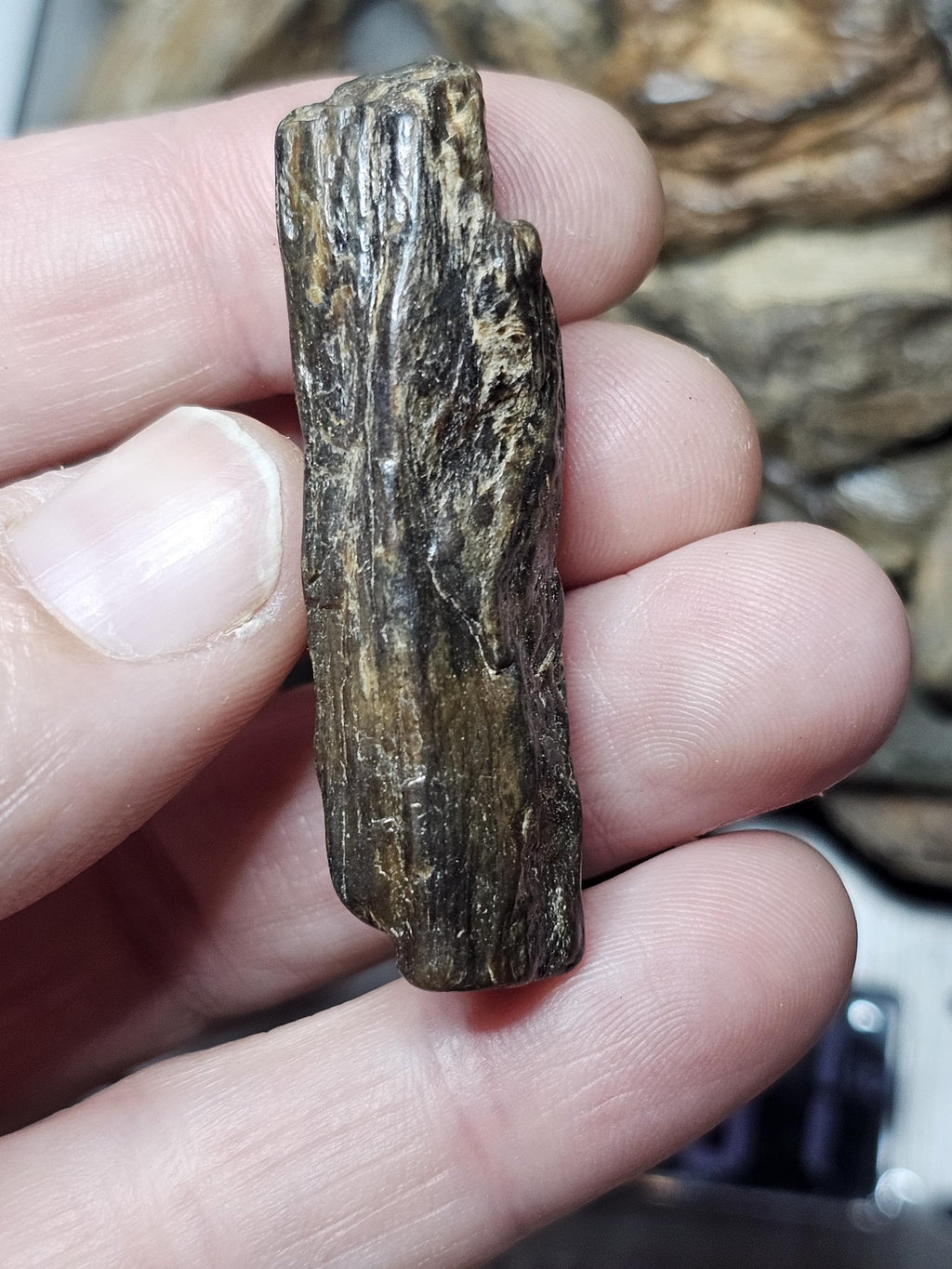 Petrified Wood Lot, 1 lb, Cabbing, Lapidary, Tumbling Rough