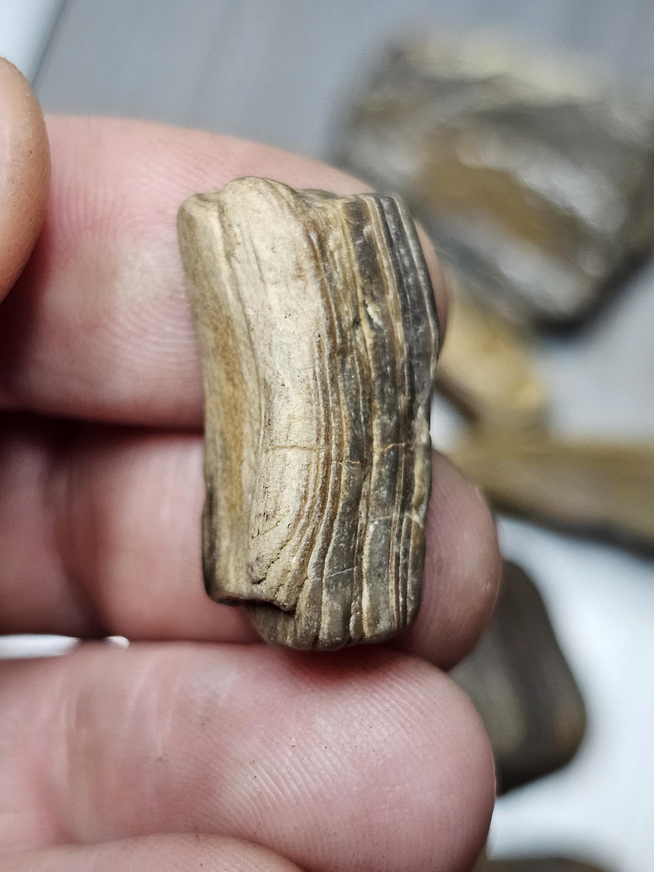 Petrified Wood Lot, 1 lb, Cabbing, Lapidary, Tumbling Rough